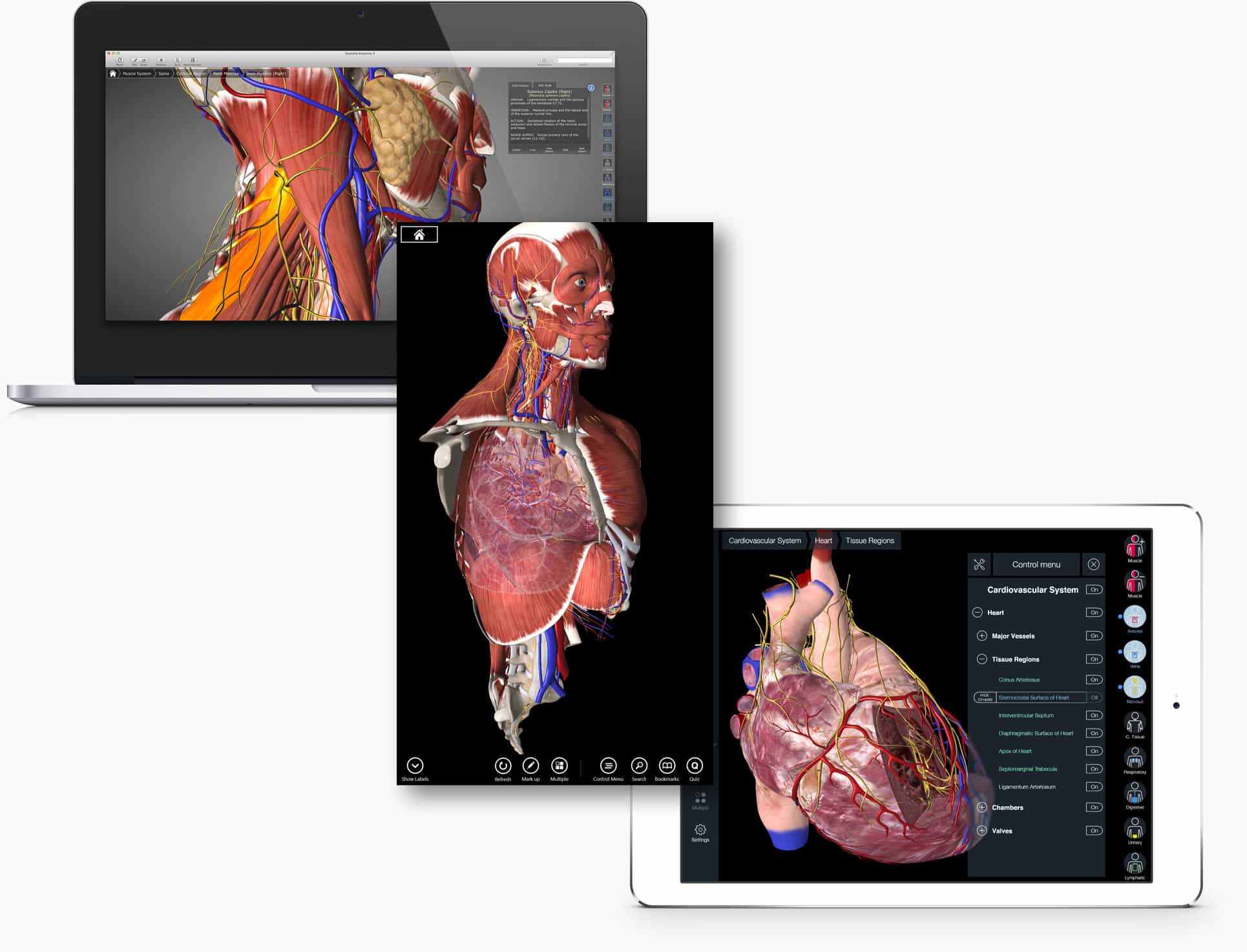 3d Human Anatomy Free Download